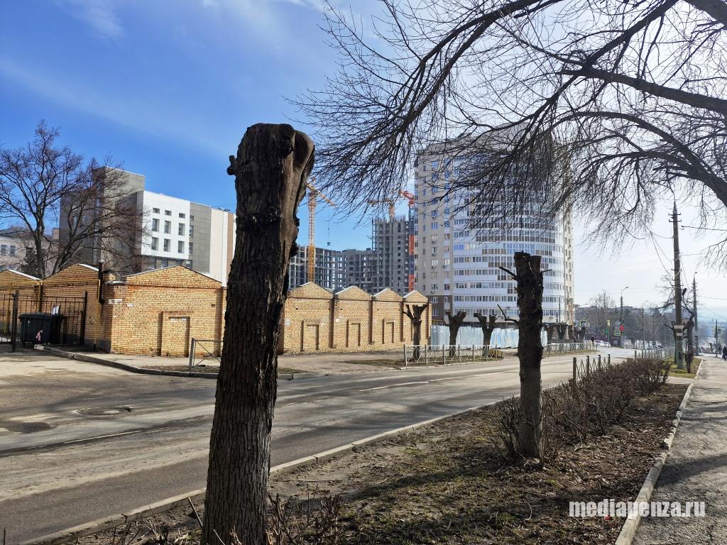 В Пензе посадили 100 деревьев и вырубили не менее 10 тысяч