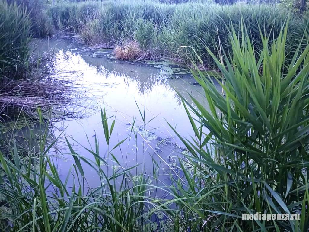 Жители частного сектора микрорайона Заря задыхаются от запаха канализации, которая течёт в ручей Безымянный Жители частного сектора микрорайона Заря задыхаются от запаха канализации, которая течёт в ручей Безымянный