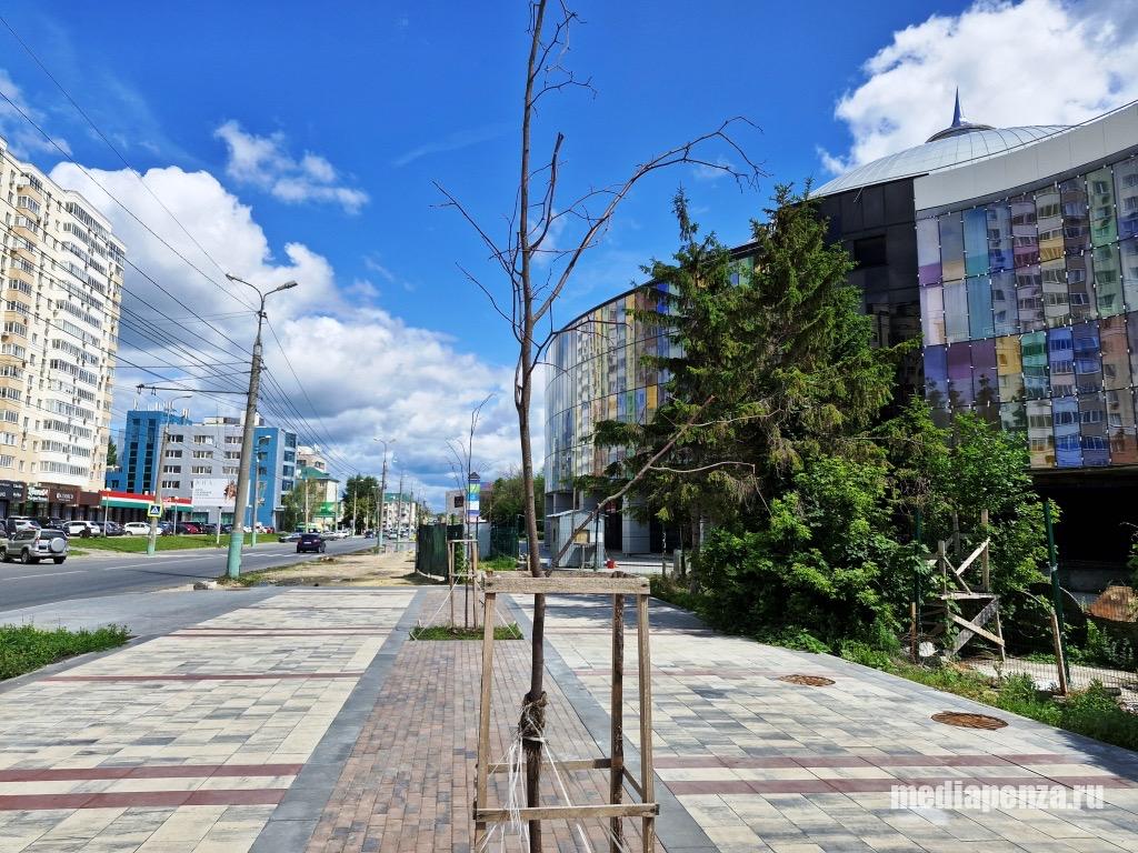 В Пензе засохла часть деревьев у недостроенного цирка В Пензе засохла часть деревьев у недостроенного цирка