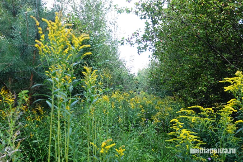 Памятник природы в Ахунах зарастает золотарником