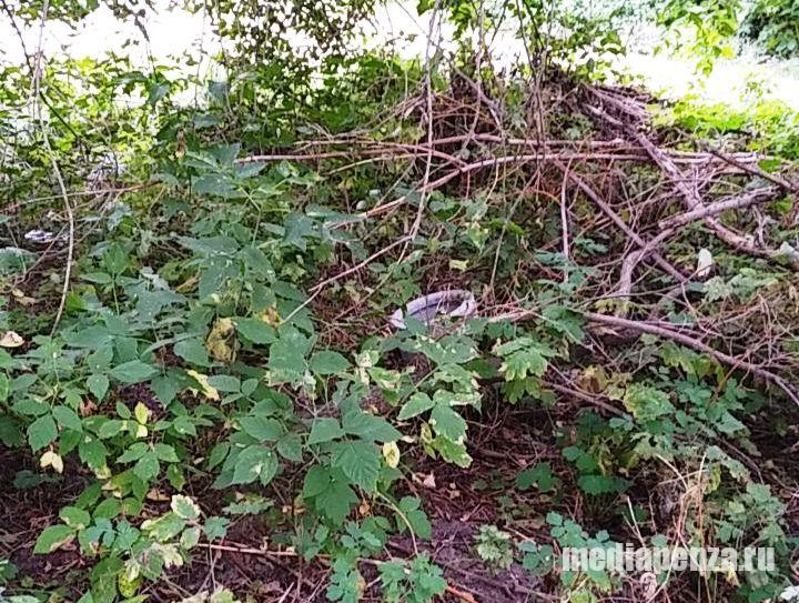 Вандалы разорили клумбы в Ахунах