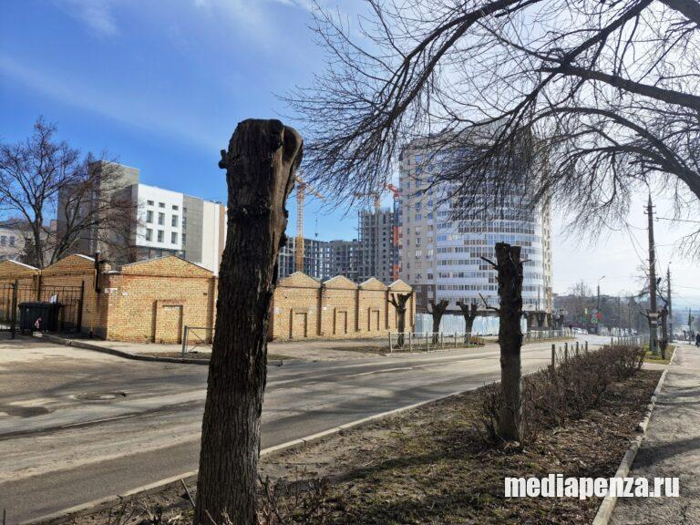 Мэр Пензы пообещал разобраться, откуда взялась уничтожившая городские деревья ясеневая златка
