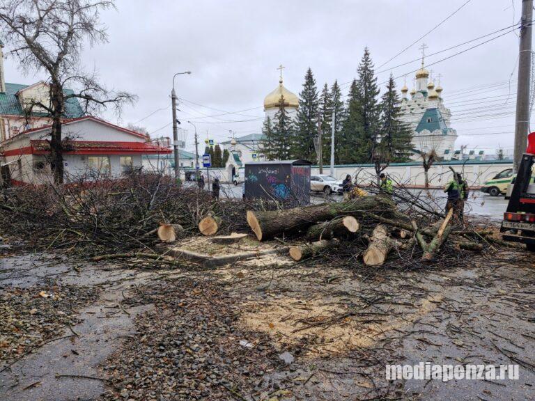В Пензе за остановкой «Детская библиотека» спилили ясени
