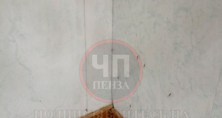 Детскую поликлинику на улице Депутатской в Пензе атаковали полчища комаров