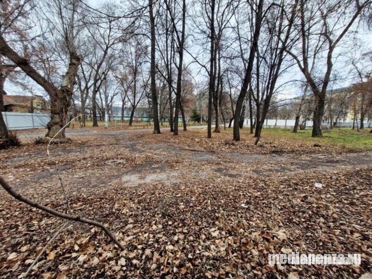Стало известно, что ждёт сквер Дзержинского после вырубки заражённых ясеней