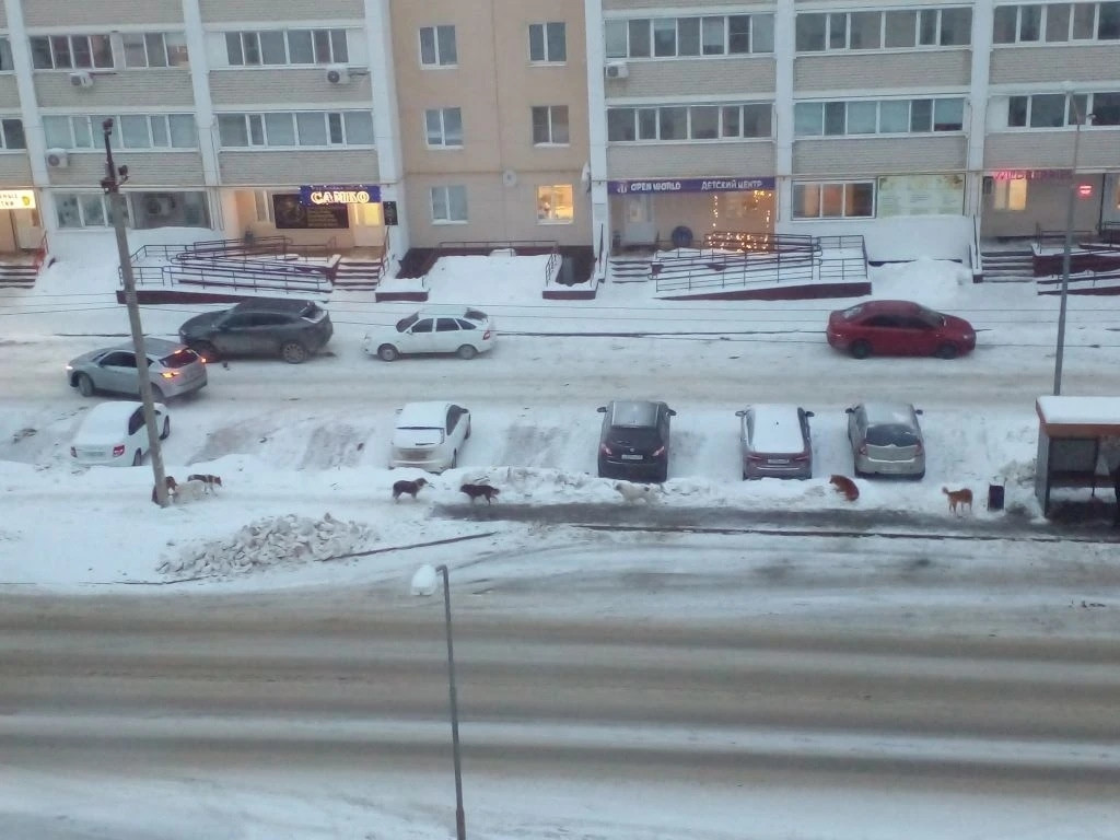 «Дети в страхе идут в школу». Жители микрорайона Тепличный в Пензе просят решить проблему с бродячими собаками «Дети в страхе идут в школу». Жители микрорайона Тепличный в Пензе просят решить проблему с бродячими собаками