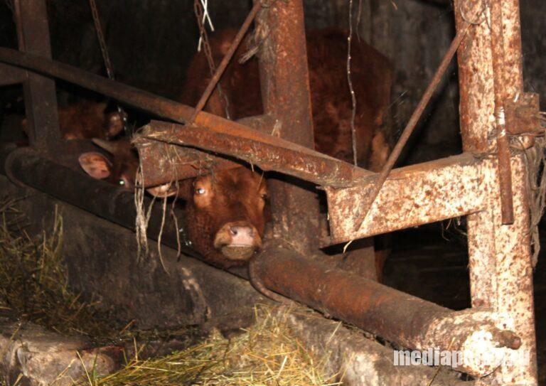 В пензенских магазинах пропала говядина