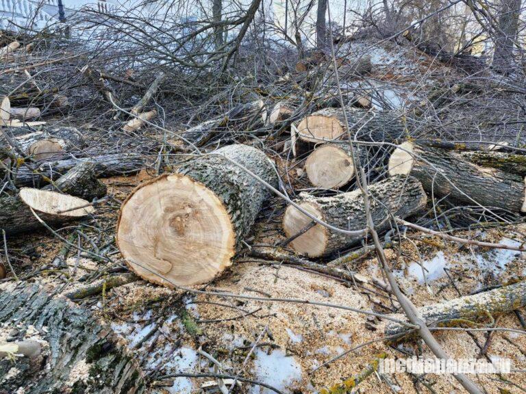 Депутат гордумы Анна Рудакова: «В этом году в Пензе вырубят ещё больше деревьев»