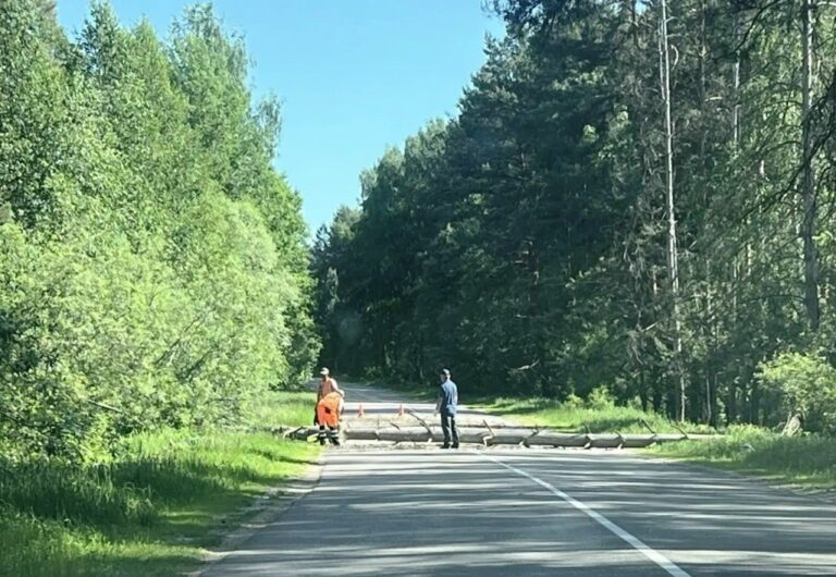 На дорогу между Васильевкой и Пазелками стали падать сухие деревья