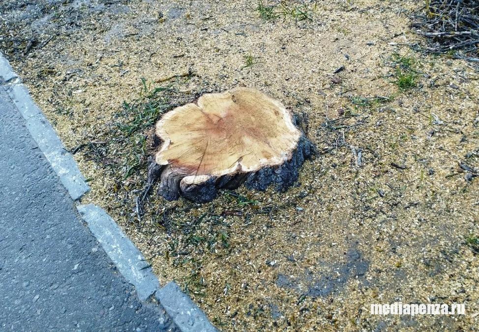 Депутаты гордумы переживают, что в Пензе слишком медленно вырубают деревья