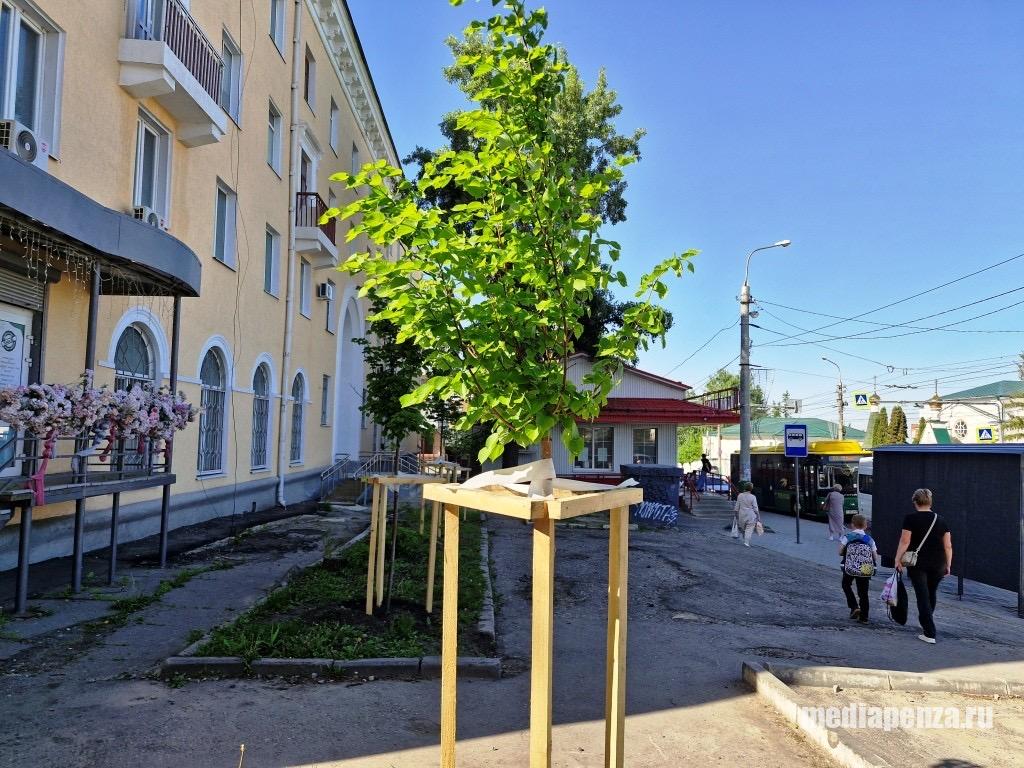 Спиленный под корень ясень на улице Кирова дал новые побеги
