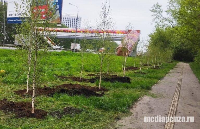 В Арбеково засыхают недавно высаженные берёзы
