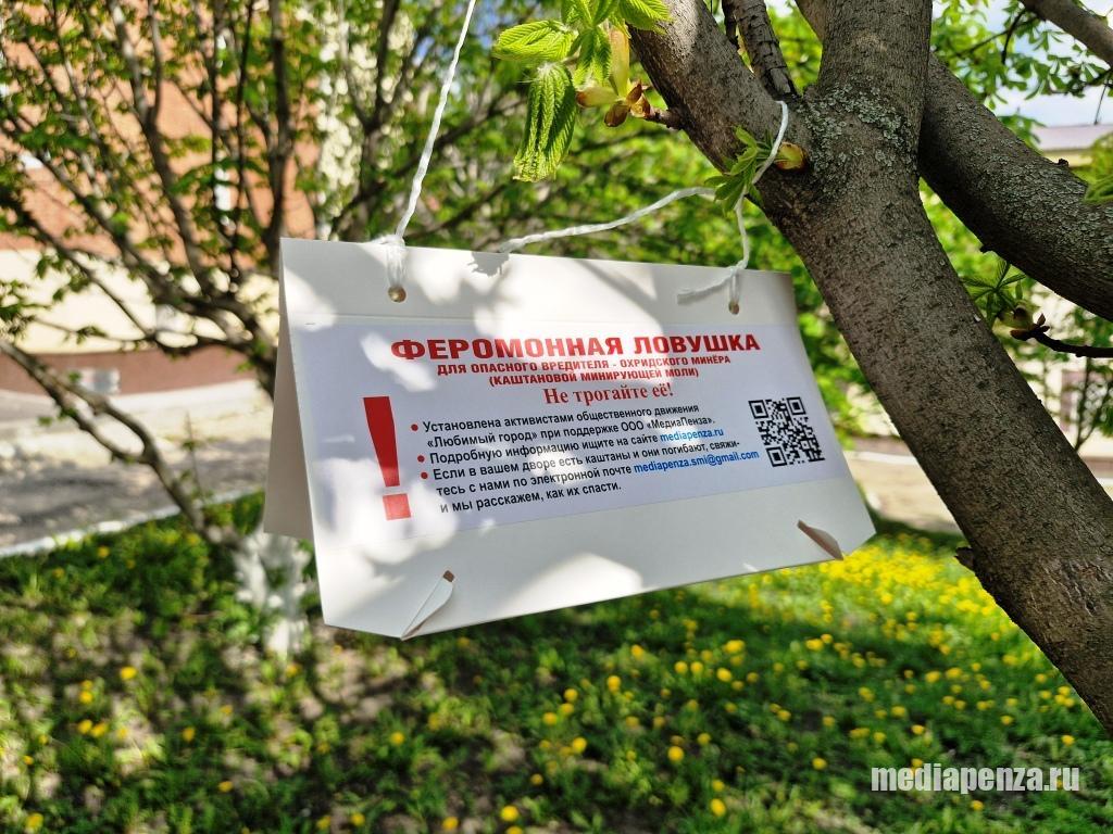 Активисты «Любимого города» установили первые феромонные ловушки для каштановой моли