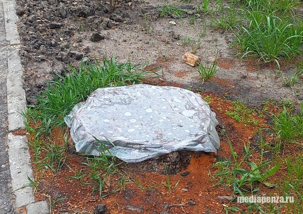 В Пензе экстренно уничтожают остатки спиленной шелковицы