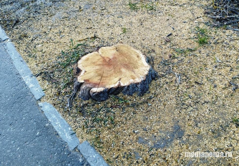 Около Ботанического сада в Пензе уничтожили плодоносящее дерево шелковицы