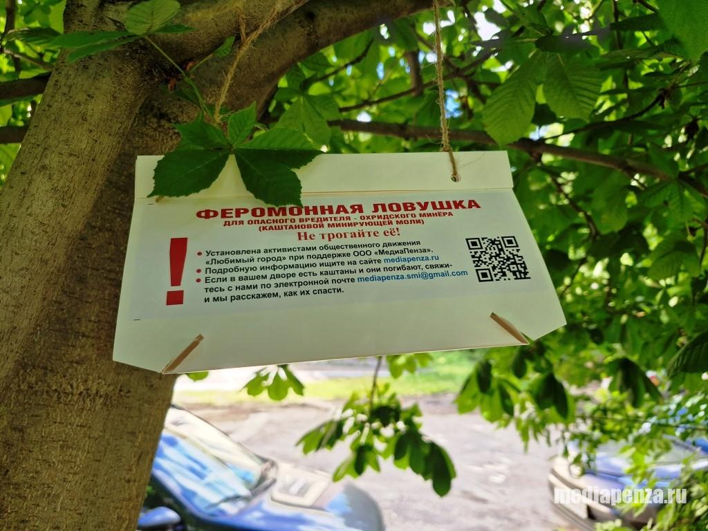Активисты «Любимого города» обновили феромонные ловушки для каштановой моли на улице Богданова