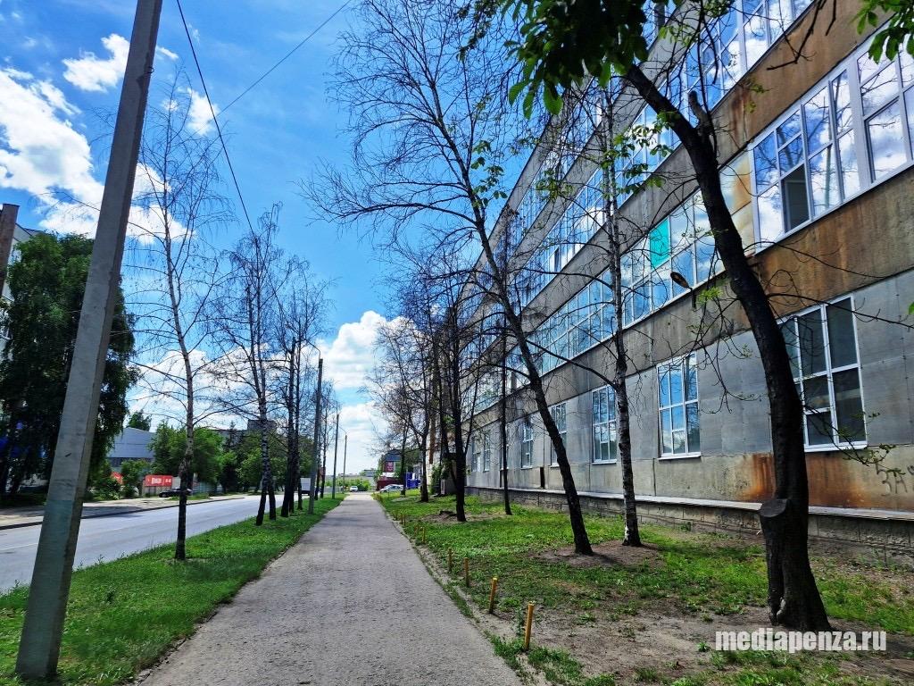 Пенза может лишиться сквера у «Электромеханики» и других зелёных зон. Неизвестные злоумышленники второй год убивают деревья химикатами