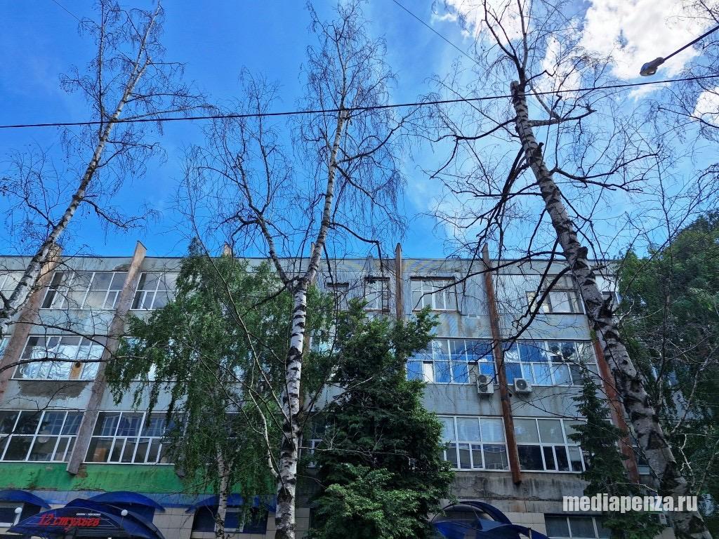 Пенза может лишиться сквера у «Электромеханики» и других зелёных зон. Неизвестные злоумышленники второй год убивают деревья химикатами