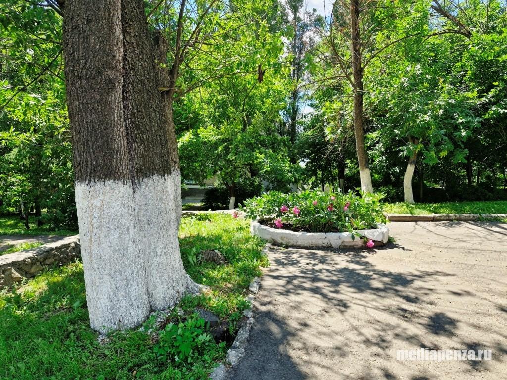 Пенза может лишиться сквера у «Электромеханики» и других зелёных зон. Неизвестные злоумышленники второй год убивают деревья химикатами
