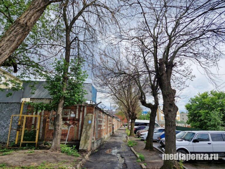 Тополя вдоль забора АО «Электромеханика» на улице Красная Горка тоже оказались отравлены