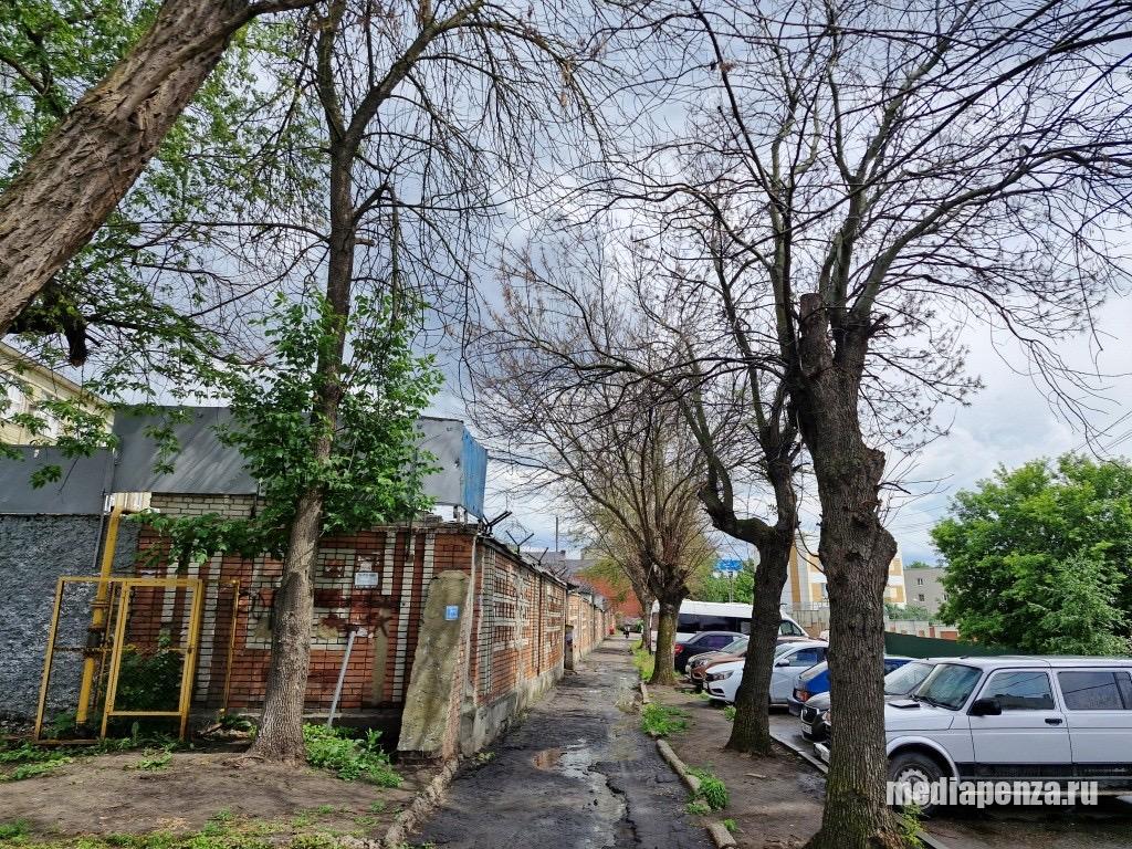Тополя вдоль забора АО «Электромеханика» на улице Красная Горка тоже оказались отравлены Тополя вдоль забора АО «Электромеханика» на улице Красная Горка тоже оказались отравлены