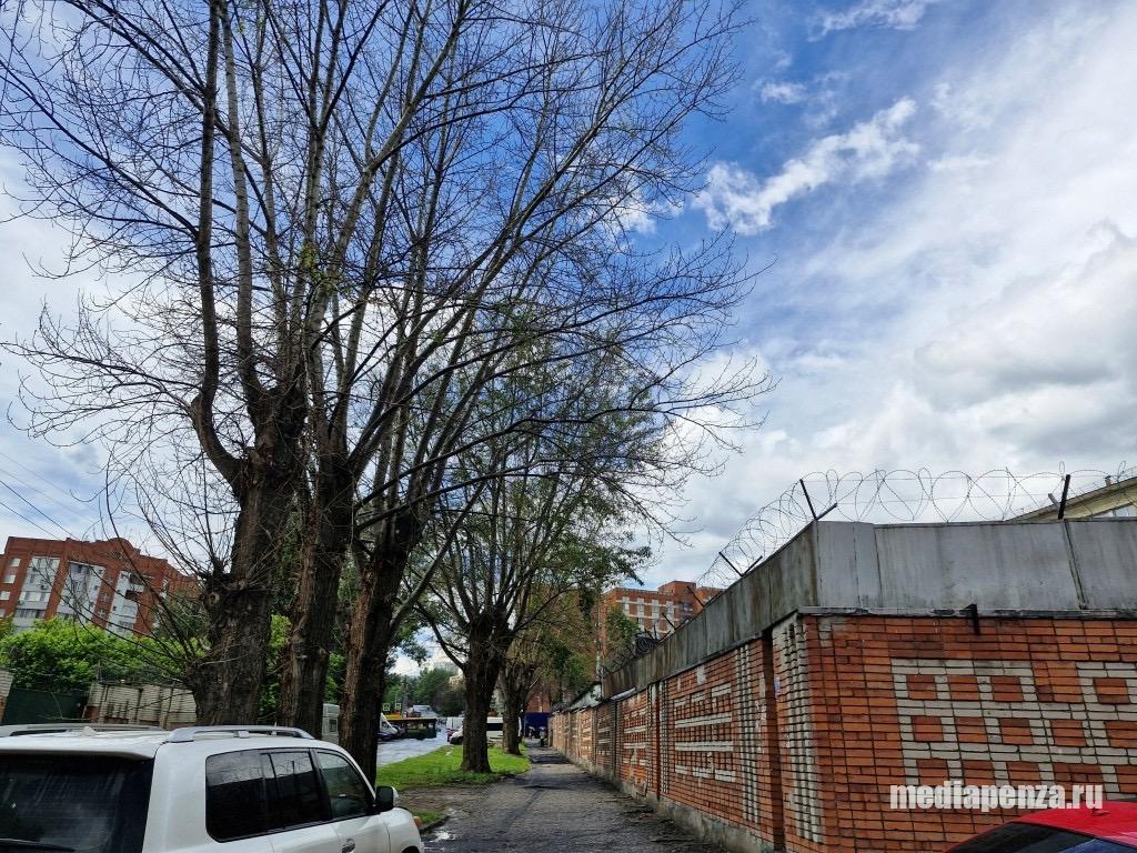 Тополя вдоль забора АО «Электромеханика» на улице Красная Горка тоже оказались отравлены