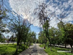 В УЖКХ Пензы считают, что деревья проще рубить, чем лечить