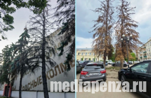 Около «Красных холмов» на улице Суворова спилят аварийные деревья