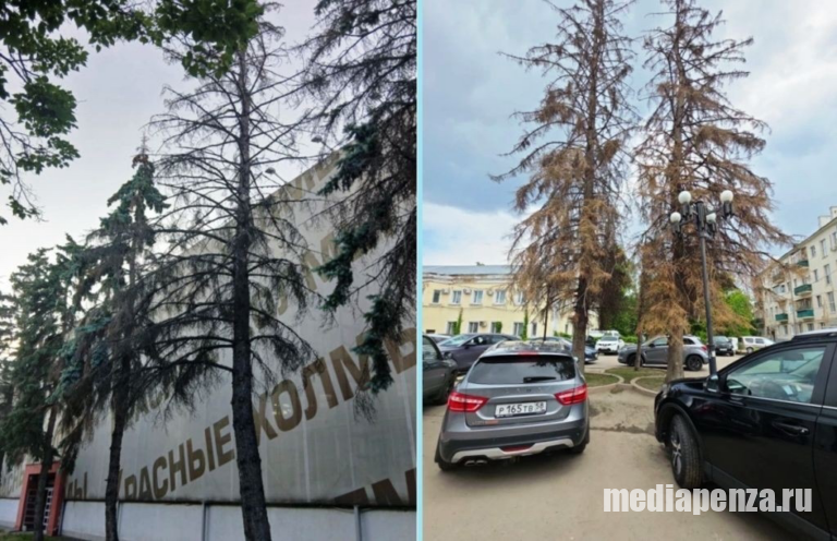 Около «Красных холмов» на улице Суворова спилят аварийные деревья