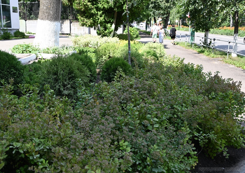 В Пензе озеленили входную зону зоопарка В Пензе озеленили входную зону зоопарка