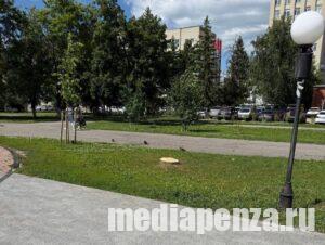В сквере у администрации Пензы спилили ели и берёзу