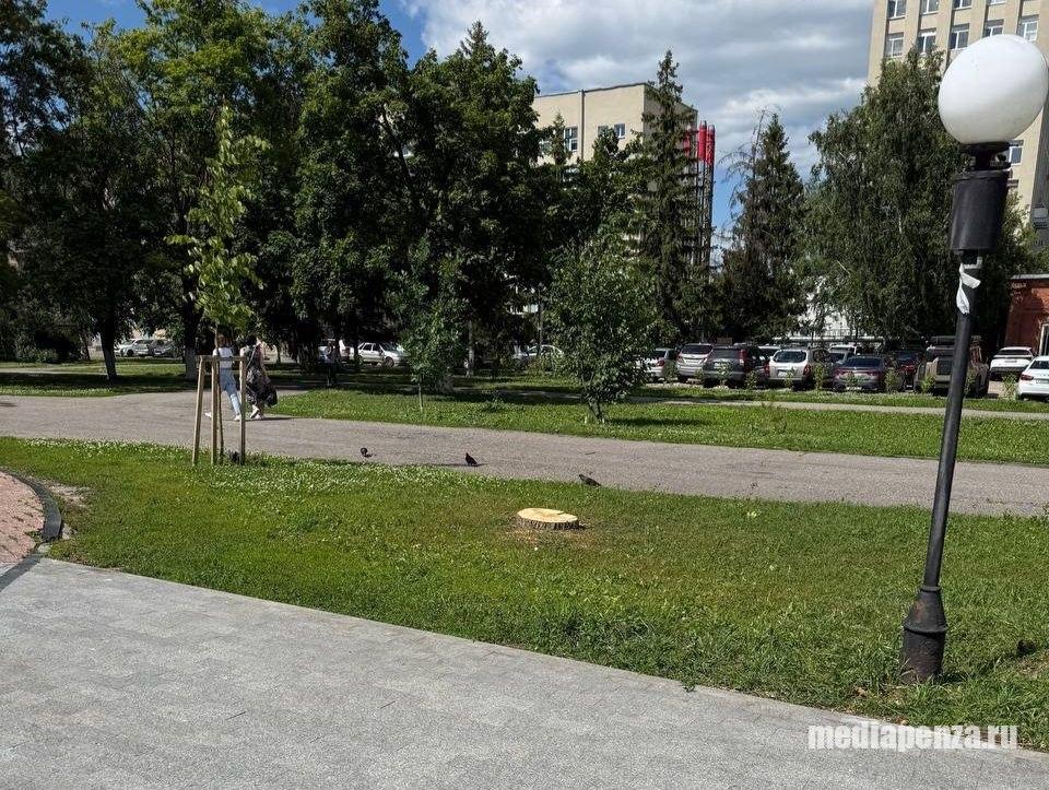 В сквере у администрации Пензы спилили ели и берёзу В сквере у администрации Пензы спилили ели и берёзу