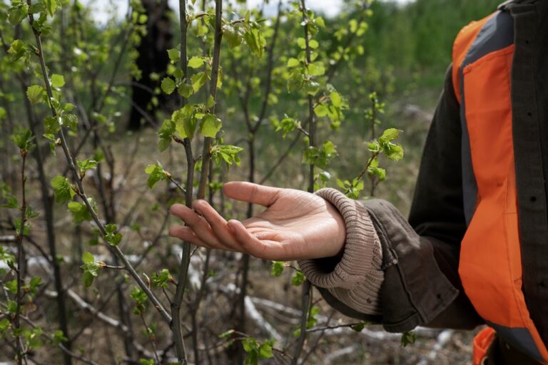 В Пензенской области планируют восстановить более 1000 га лесов