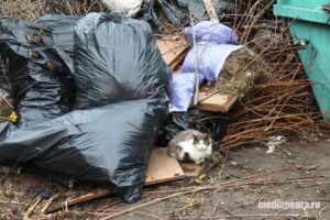 В Пензенской области повысили штрафы за нарушения при обращении с ТКО