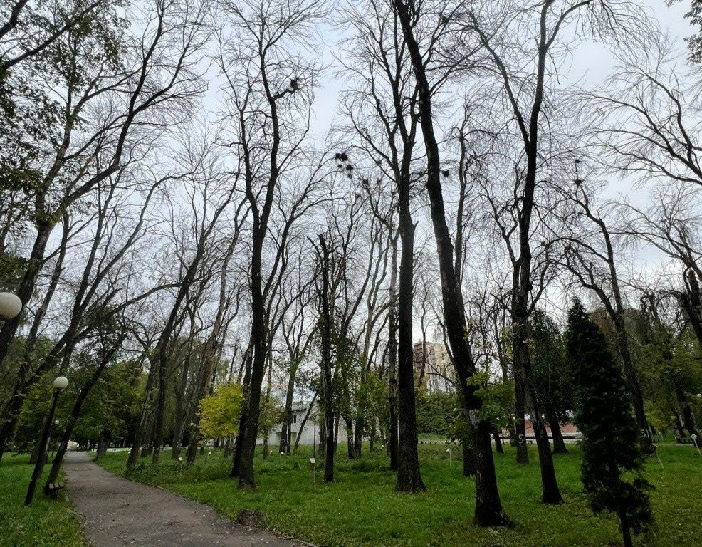 В Комсомольском парке вырубят более сотни заражённых ясеней В Комсомольском парке вырубят более сотни заражённых ясеней