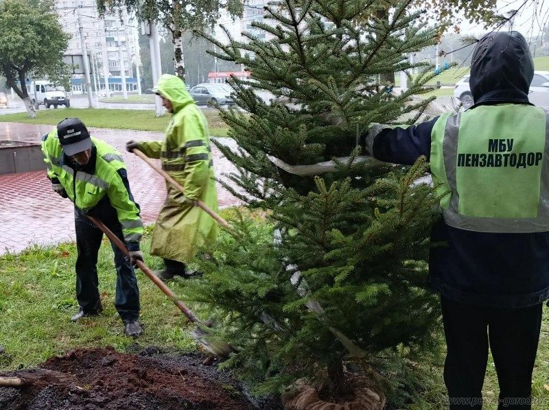 За сентябрь в Пензе высадили около 1500 саженцев За сентябрь в Пензе высадили около 1500 саженцев