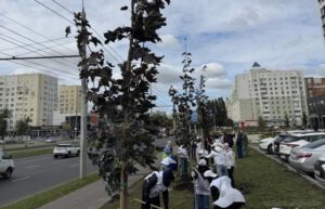 Более 20 клёнов высадили в Пензе