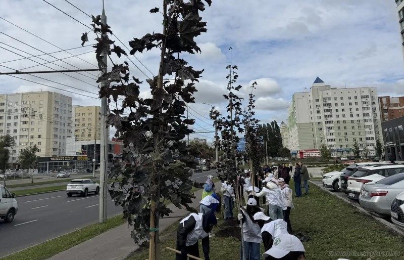 Более 20 клёнов высадили в Пензе