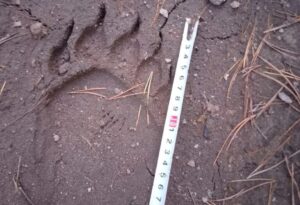 В Лунинском районе обнаружили новые следы медведя