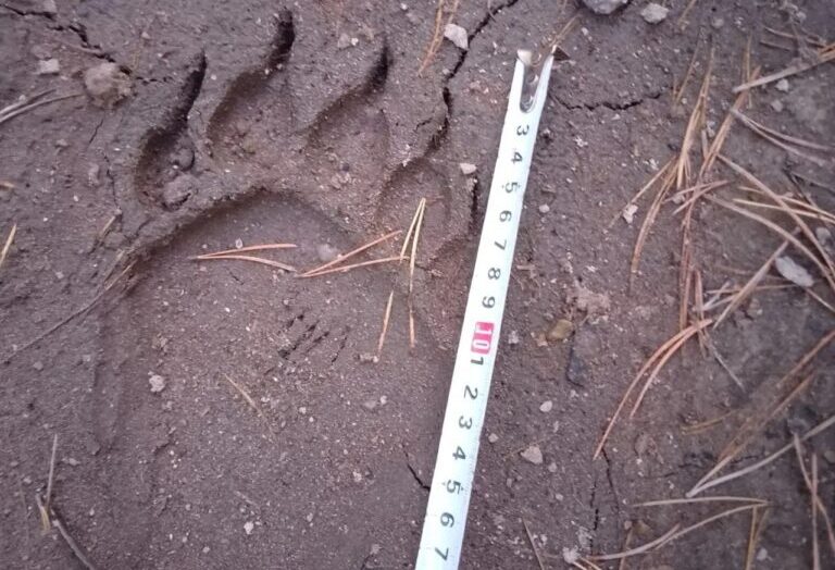 В Лунинском районе обнаружили новые следы медведя