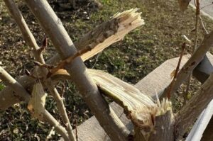Неизвестные сломали более 20 саженцев тополя на улице Чаадаева в Пензе